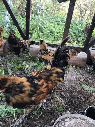 Молодые петухи