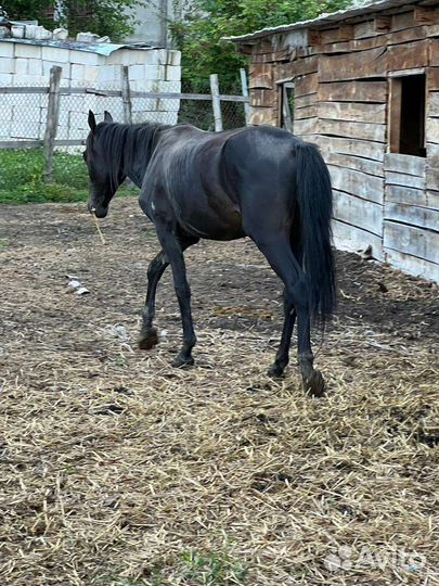 Къ жеребчик