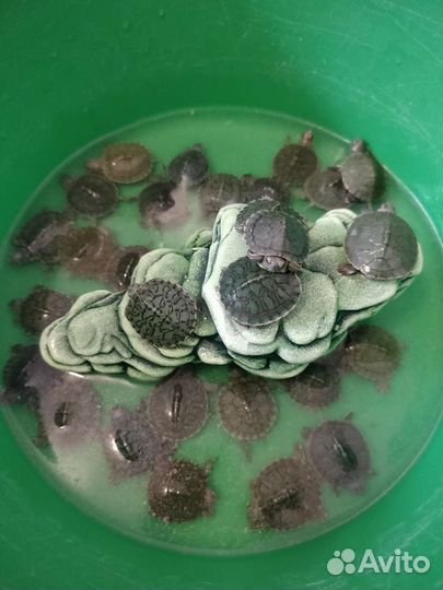 Красноухая черепаха, корм