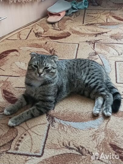 Кошка