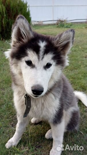 Пуховая девочка