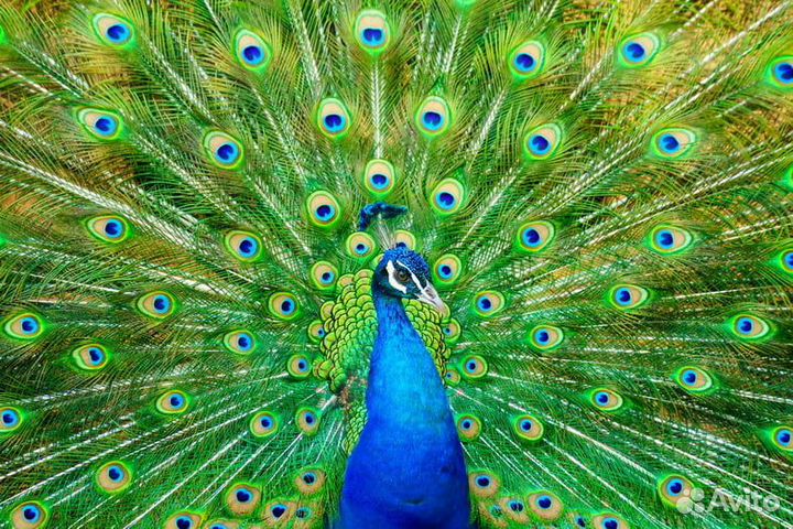 Продам гусят, утят, бройлера, индюшат, павлинов