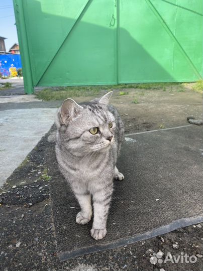 Нашолся кот