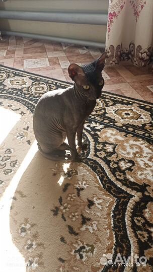 Кот донской сфинкс