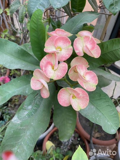 Молочай миля