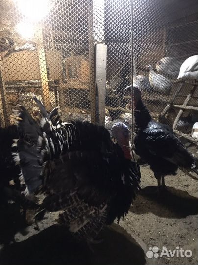 Продам индюка