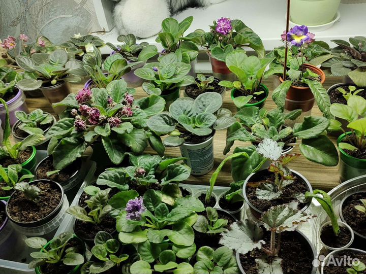 Комнатные растения