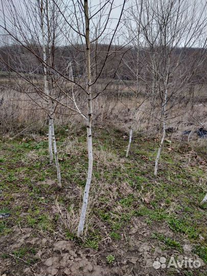 Береза саженцы