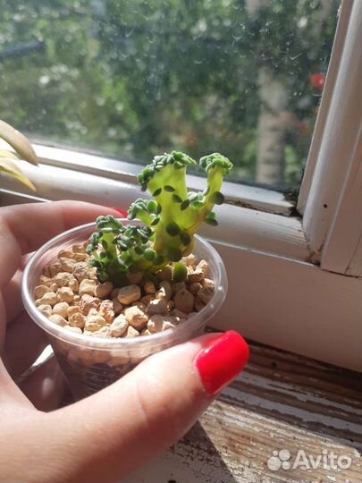 Суккуленты редкие, кактусы