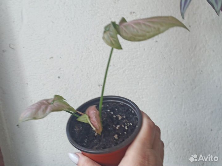 Сингониум Регина ред