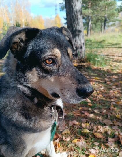 Собака Грета