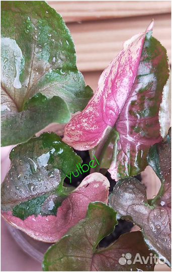 Сингониум клубничный лед