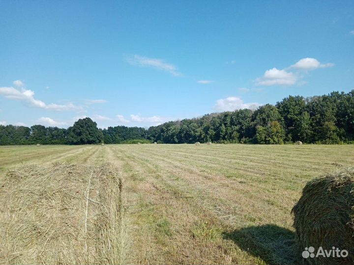 Продам сено в рулонах