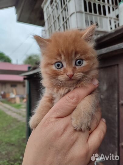 Отдам котят в добрые руки