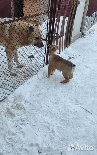 Щенки сао алабай