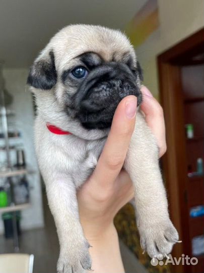 Щенки мопса