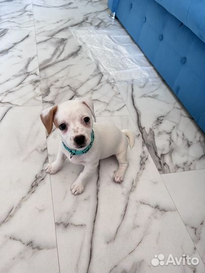 Джек рассел терьер девочка