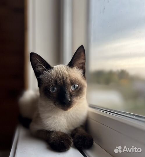 Тайские котята (метисы)