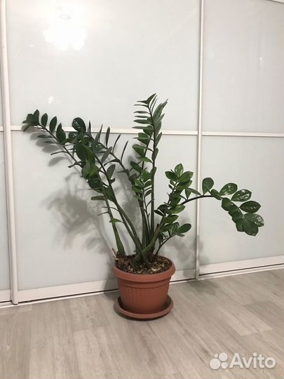 Цветы для дома и офиса