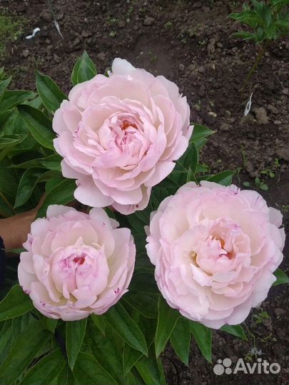 Пионы деленки Petite elegance