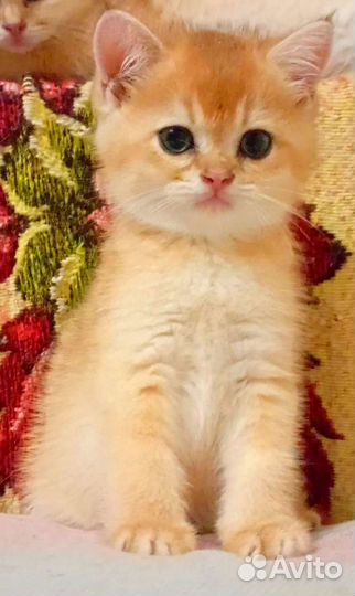 Шотландские котята