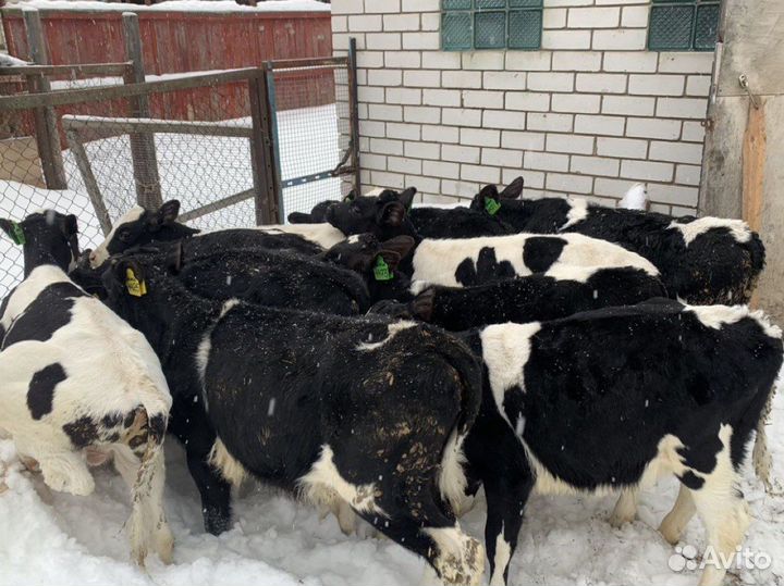 Бычки телята