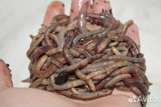 Черви Дендробена.*** Заказ делать за сутки***
