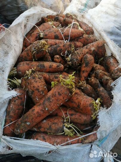 Картофель, морковь