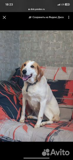 Милейшая собака улыбака в добрые ручки