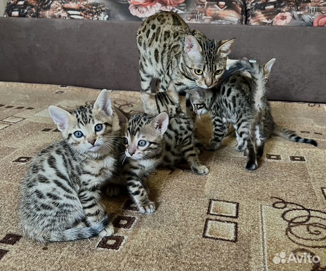 Бенгальские котята