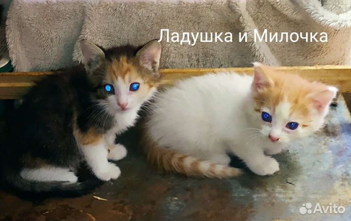 Ладушка и Милочка
