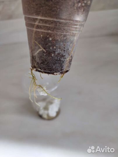 Сансевиерия Hahnii Tsunami,Gold Banner