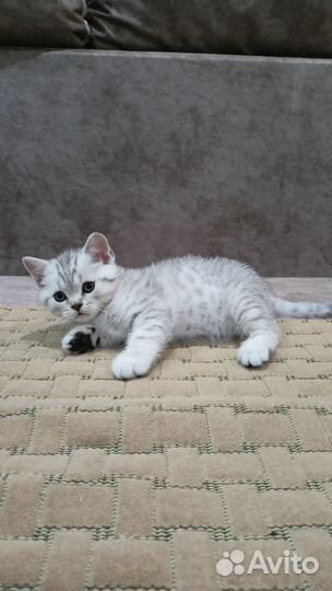 Шотландские котята