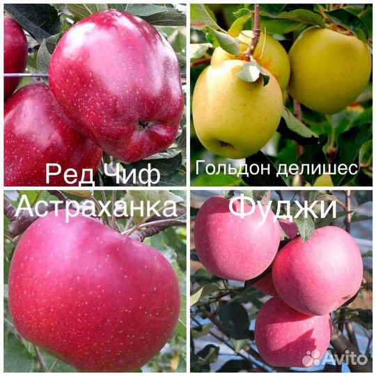 Плодовые деревья