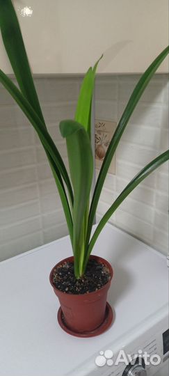 Гиппиаструм