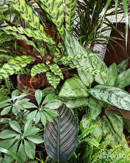 Комнатные цветы и сопутствующие товары