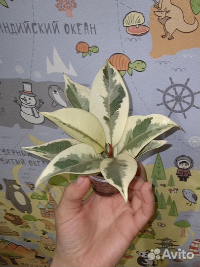 Фикус мелани вариегатный