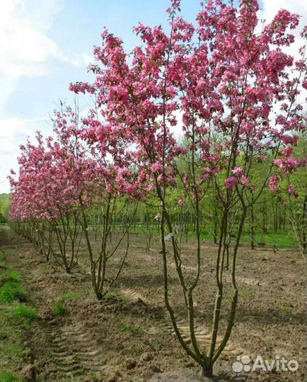 Яблоня рудольф