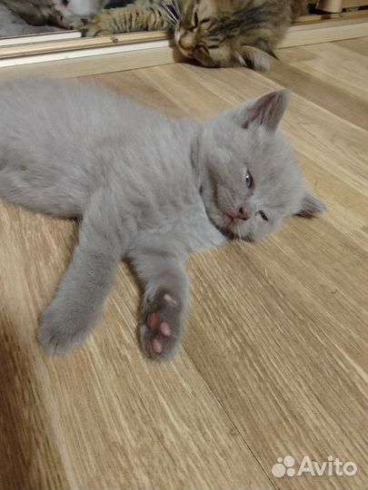 Шотландская