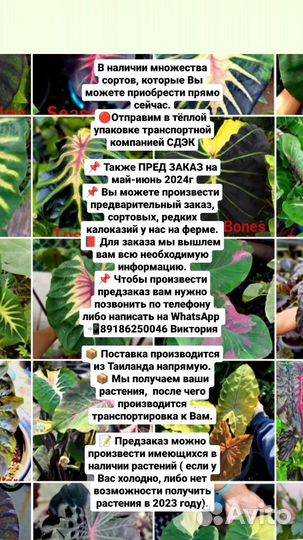 Колоказия Мохито, Белая лава, Маска Фараона, Пилар