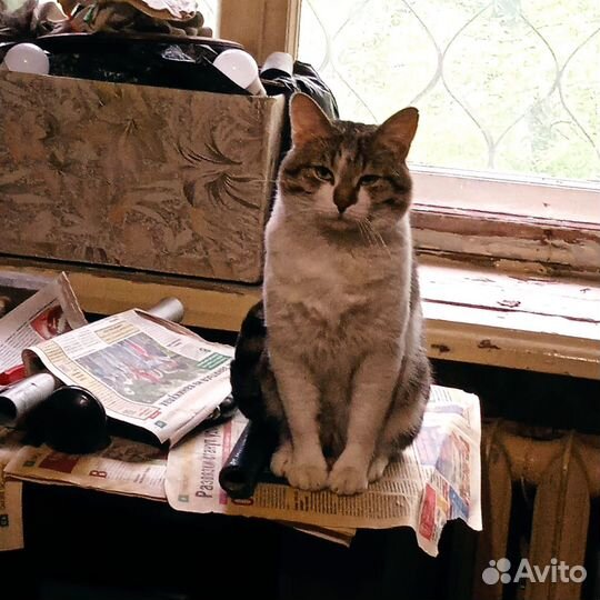 Котик ищет дом