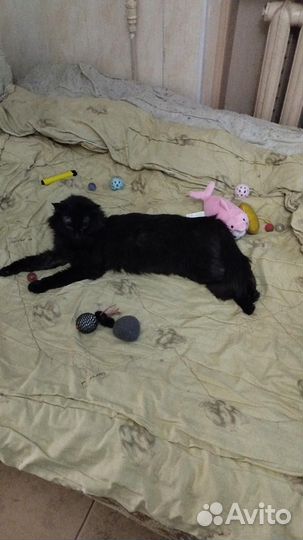 Коты в дар бесплатно