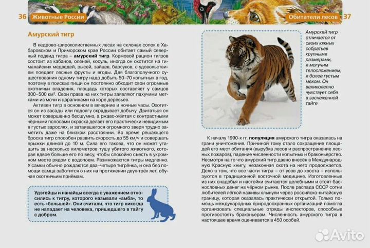 Детская энциклопедия росмэн