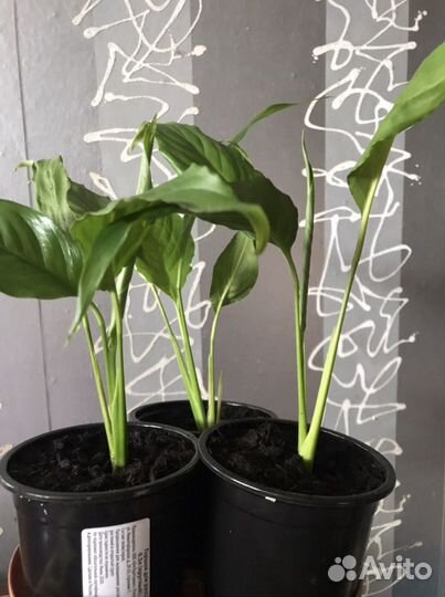 Спатифилум, женское счастье