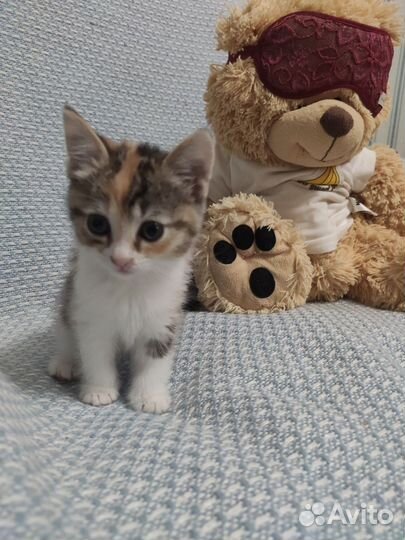 Кошечки 1,5 месяца. Доставка