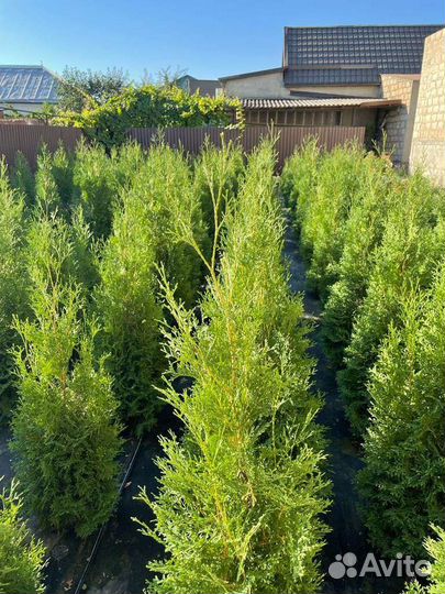 Туя колумна