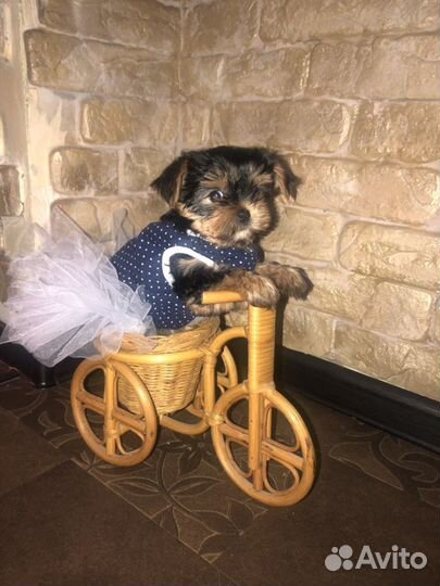 Йоркширский терьер