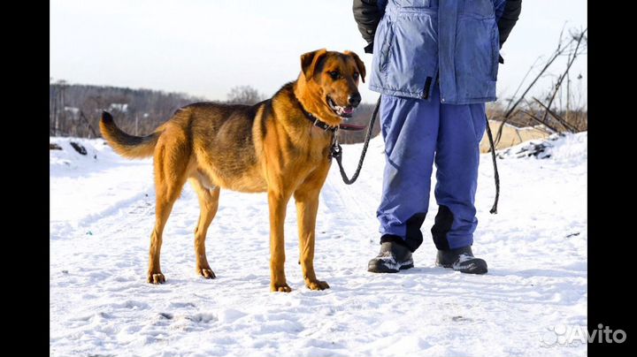 Собака Арчи