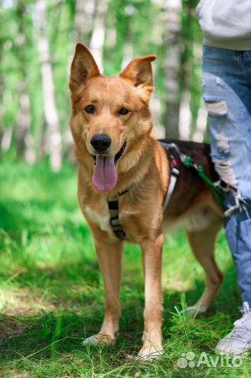 Собаки бесплатно в добрые руки щенки