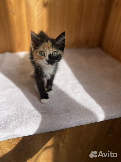 Котенок девочка бесплатно